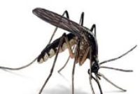 mosquito Killer cara mengusir Nyamuk